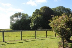 Back-Yard