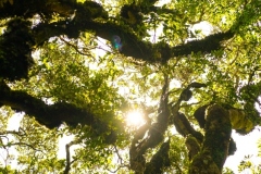 Forest-Walk