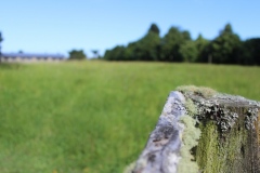 Open-Field